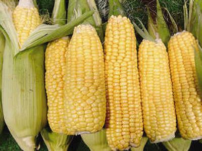8月6日,阿根廷农业部对外表示,中国已批准进口首批阿根廷转基因玉米.