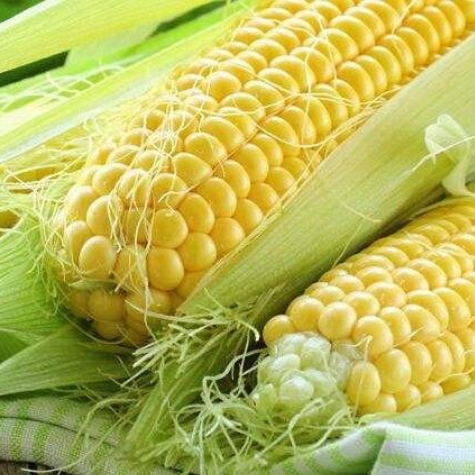 农业部:东北玉米市场价格同比跌幅超两成 购销平稳有序