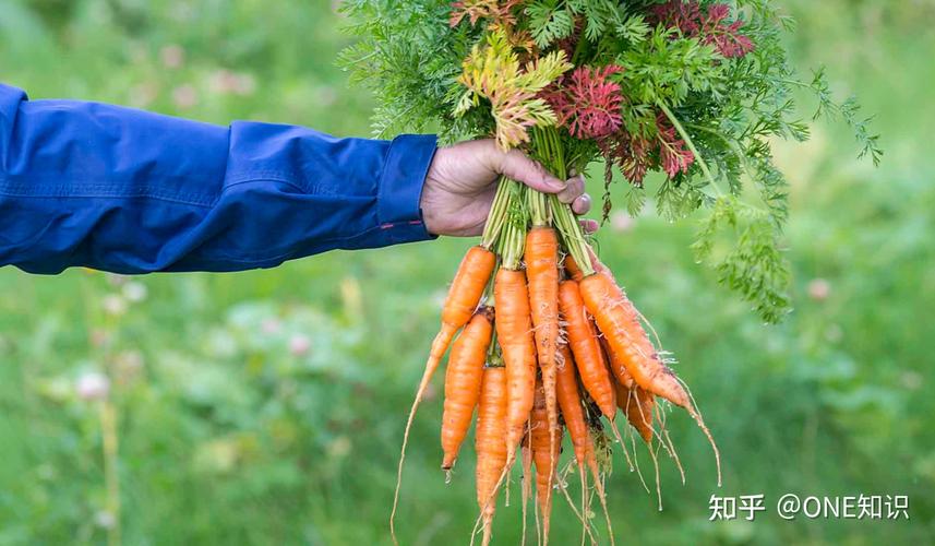 中国农业种子依赖进口有多严重