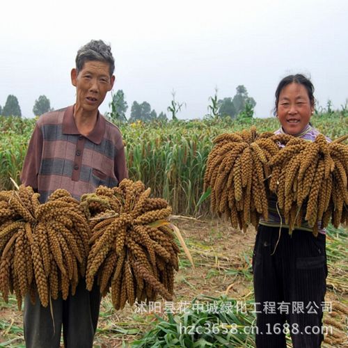 绿丰耀种业 批发优质高产农作物 小米小谷子种子